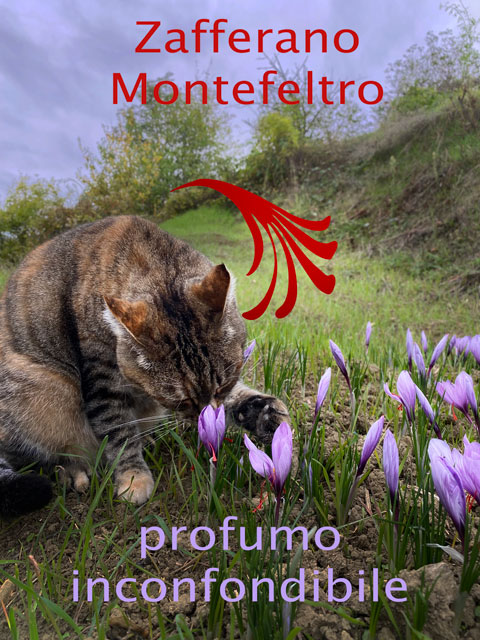 Zafferano Montefeltro profumo inconfondibile